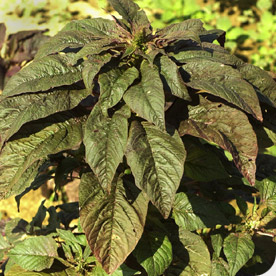 AMARANTH_PLANT_Ribooa.jpg