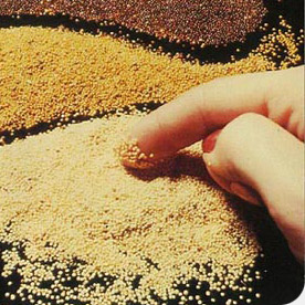 AMA_GRAIN_Ribooa.jpg