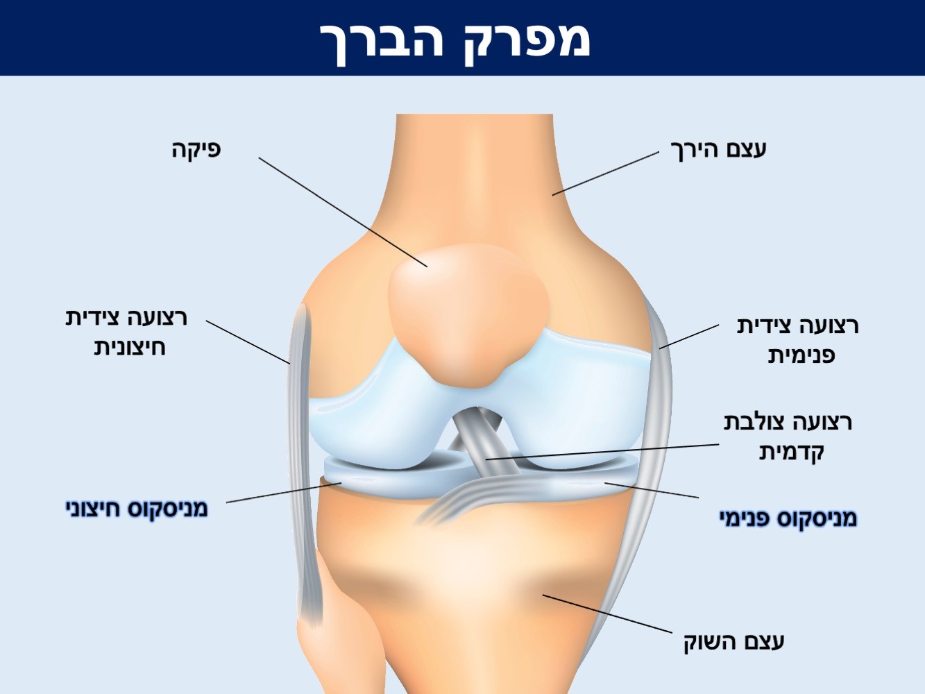 meniscus1.jpg
