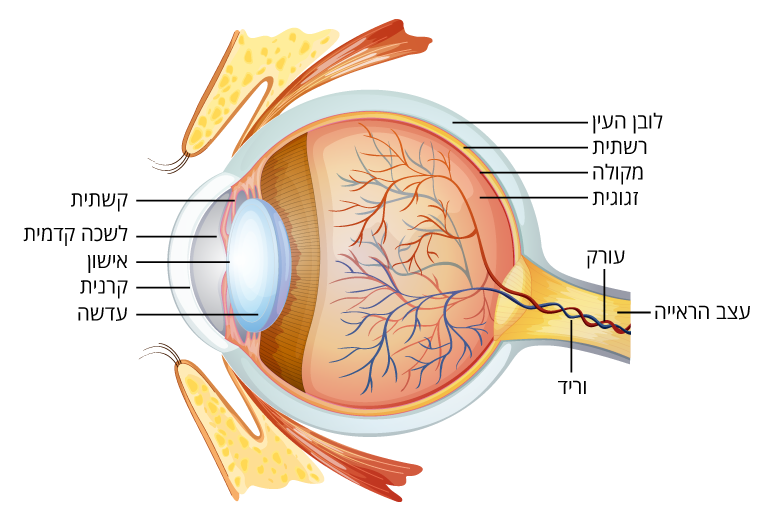 האנטומיה של העין