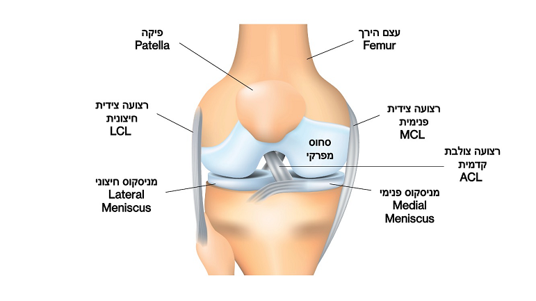 המבנה האנטומי של הברך