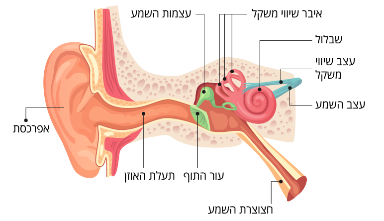 איור של מבנה האוזן