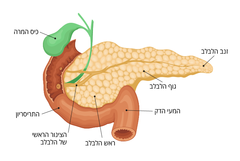 מבנה הלבלב