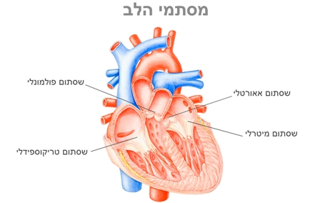 מסתמי הלב