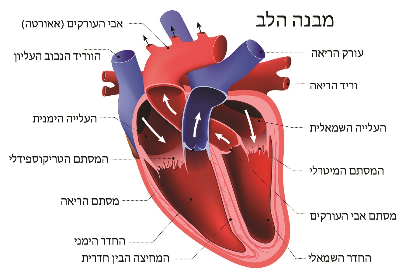 איור של משנה הלב