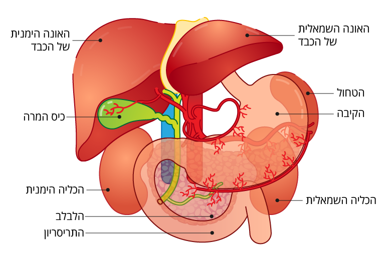 המיקום של כיס המרה בבטן