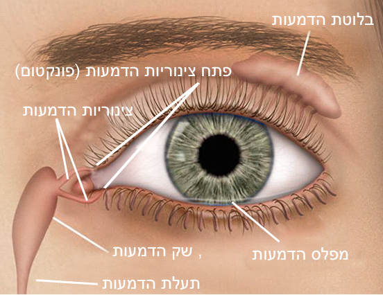 עין.jpg