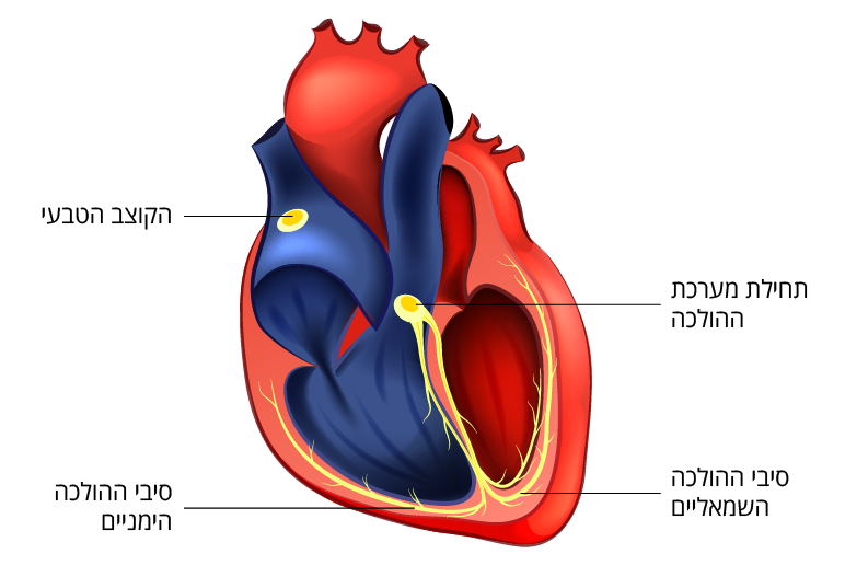 המערכת החשמלית של הלב