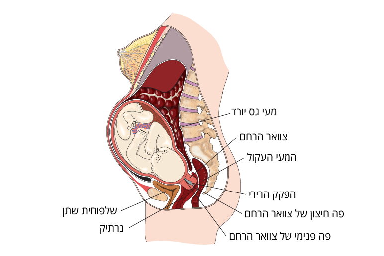 תמונה של הפקק הרירי וסביבתו