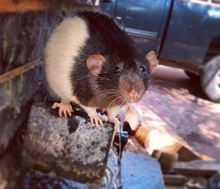 rat2.jpg