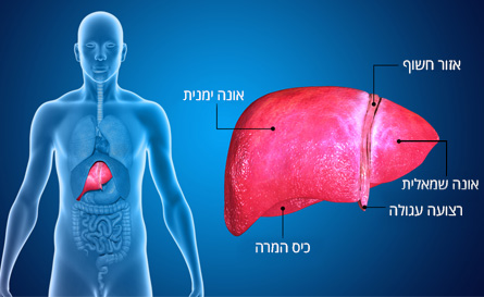 כבד