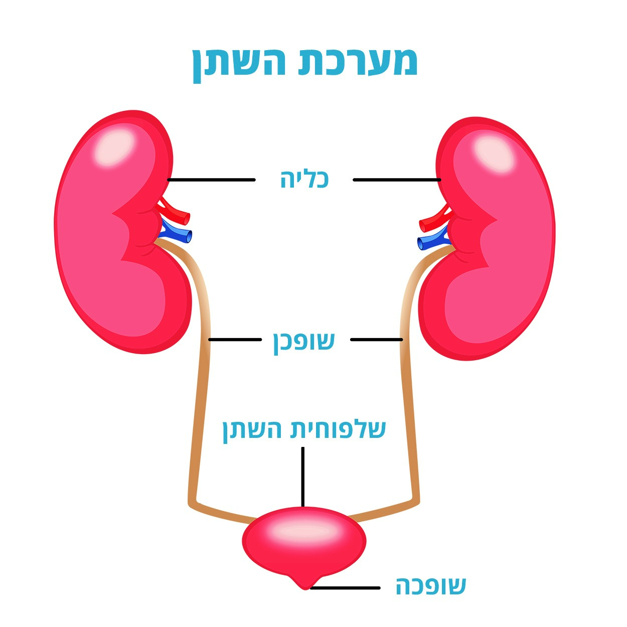 איור של מערכת השתן: כליות, שופכנים, שלפוחית השתן ושופכה