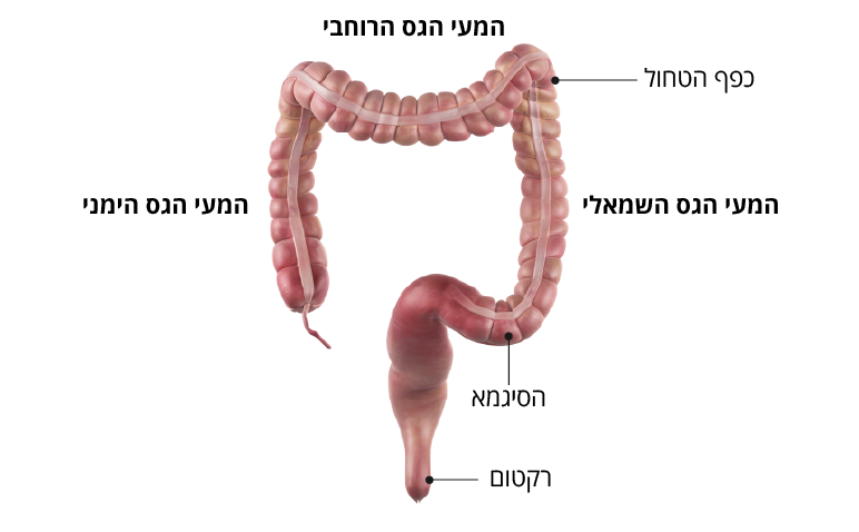 מבנה המעי הגס