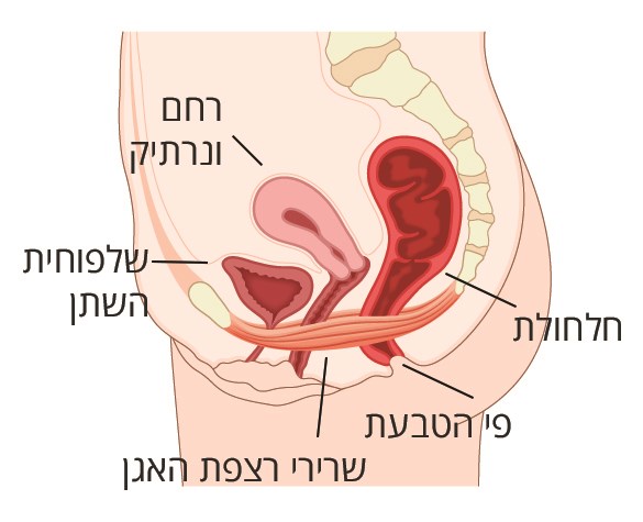 איור של רצפת האגן
